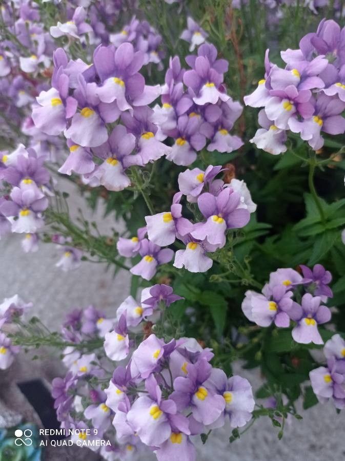 Mimulus ringens flower