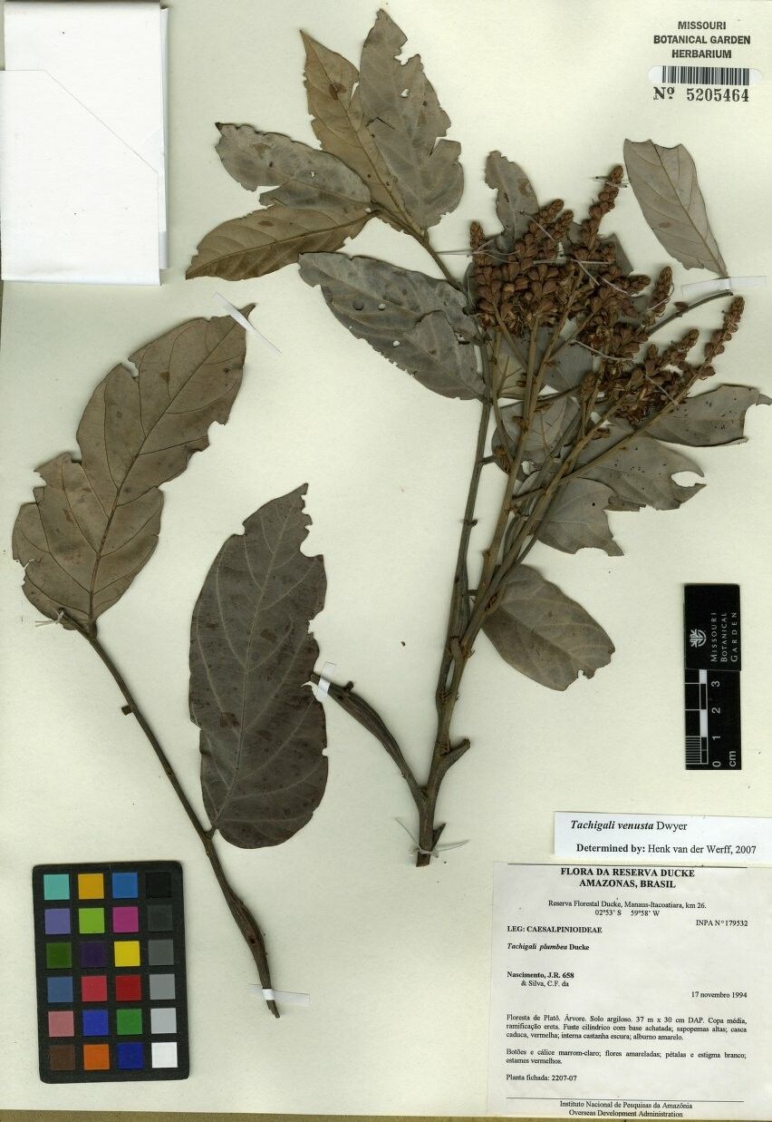 Tachigali venusta — houseplant care guide