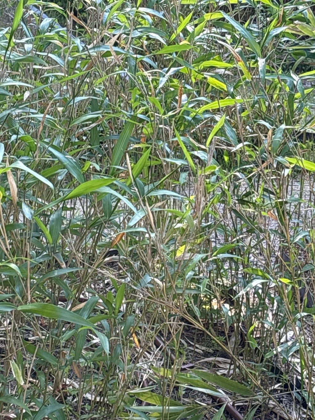 Shibataea lancifolia — related species from the same genus