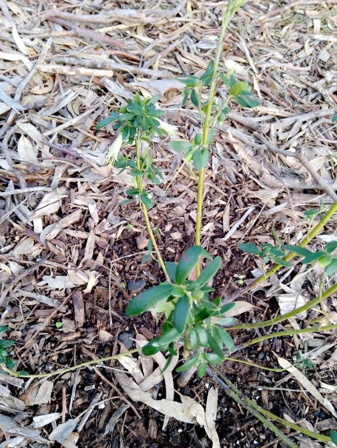Correa glabra — related species from the same genus