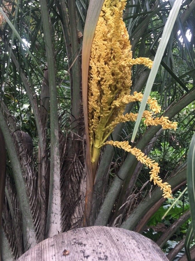 Syagrus coronata flower