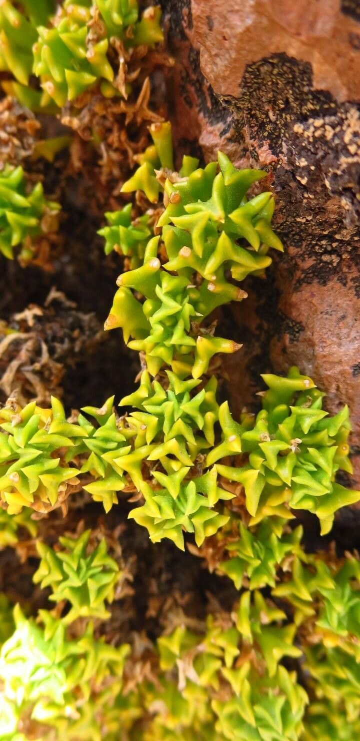 Haplopappus foliosus — houseplant care guide