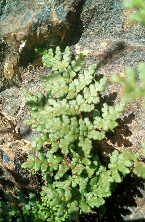 Allosorus hispanicus — related species from the same genus