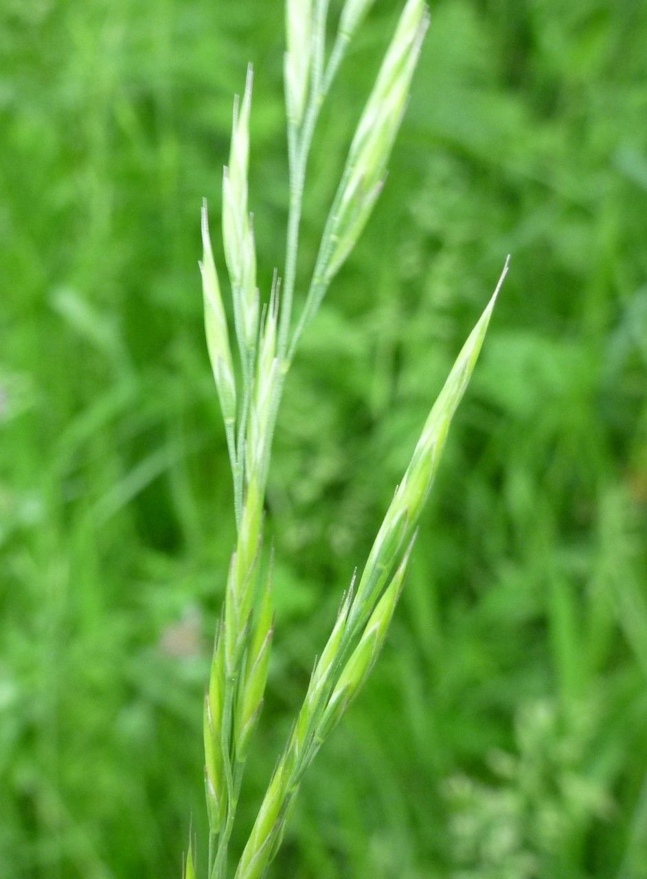 Festuca heteromalla fruit