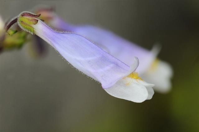 Penstemon watsonii flower