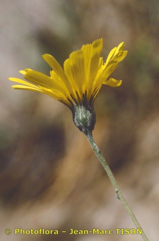 Hieracium sublacteum flower