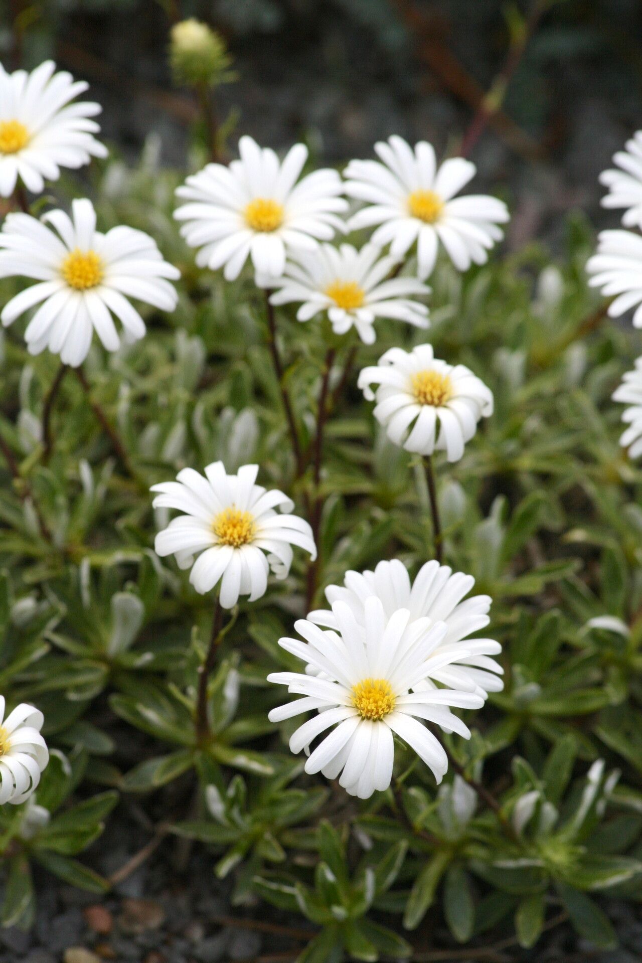 Celmisia angustifolia — related species from the same genus