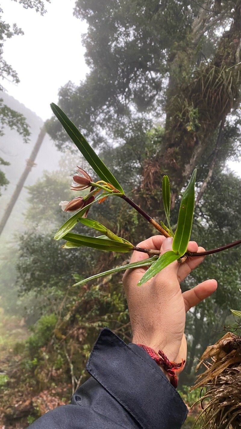 Scaphyglottis gigantea — houseplant care guide