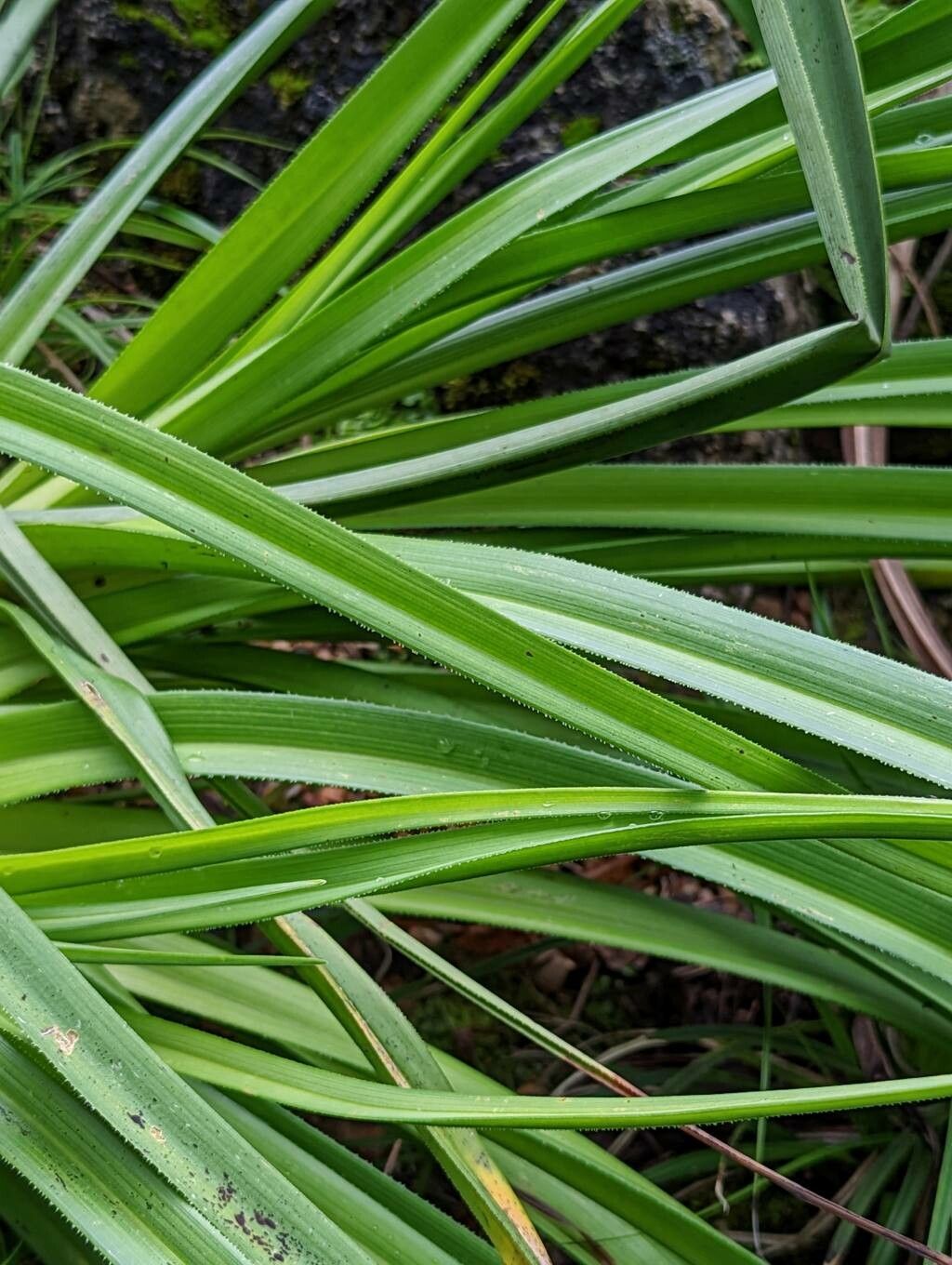 Kniphofia hirsuta leaf