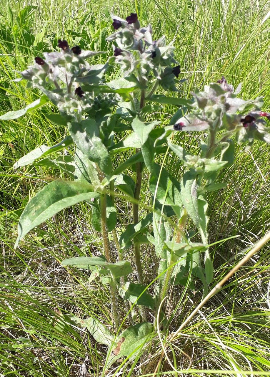 Nonea rossica — houseplant care guide