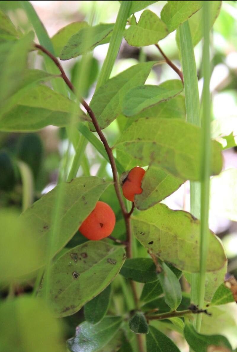 Geocaulon lividum — houseplant care guide