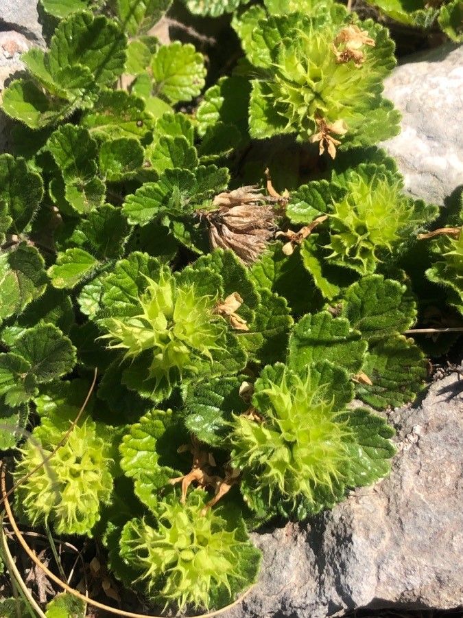 Teucrium pyrenaicum leaf