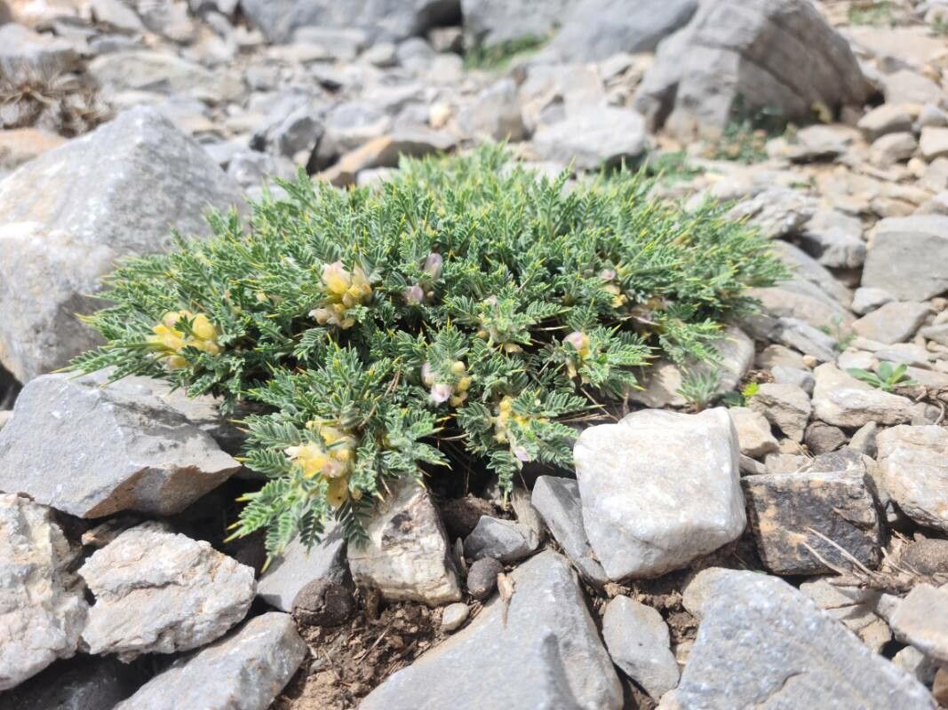 Astragalus creticus habit