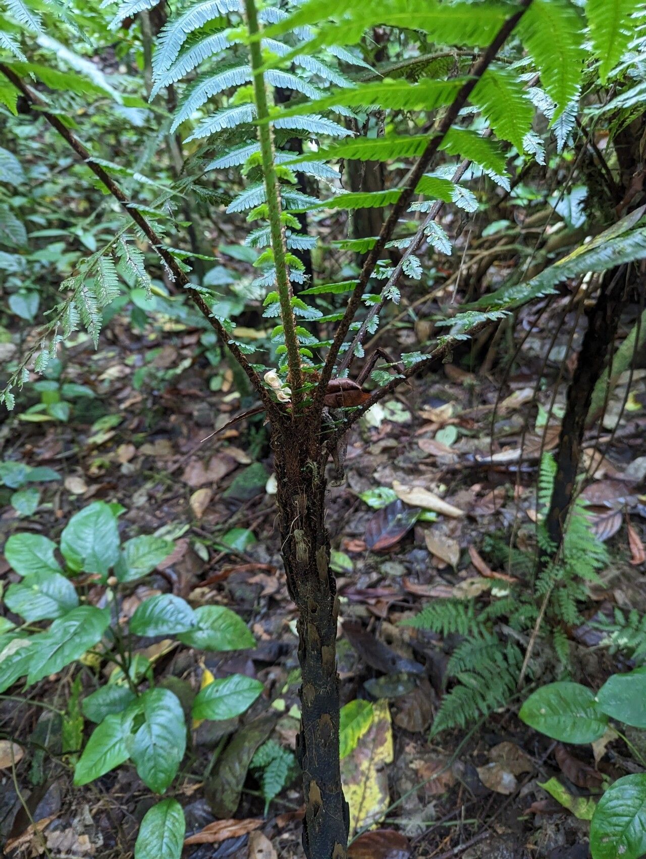 Alsophila welwitschii bark