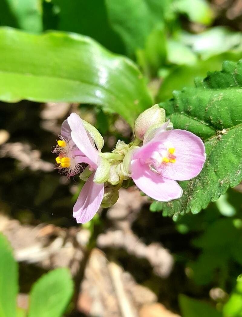 Callisia diuretica flower