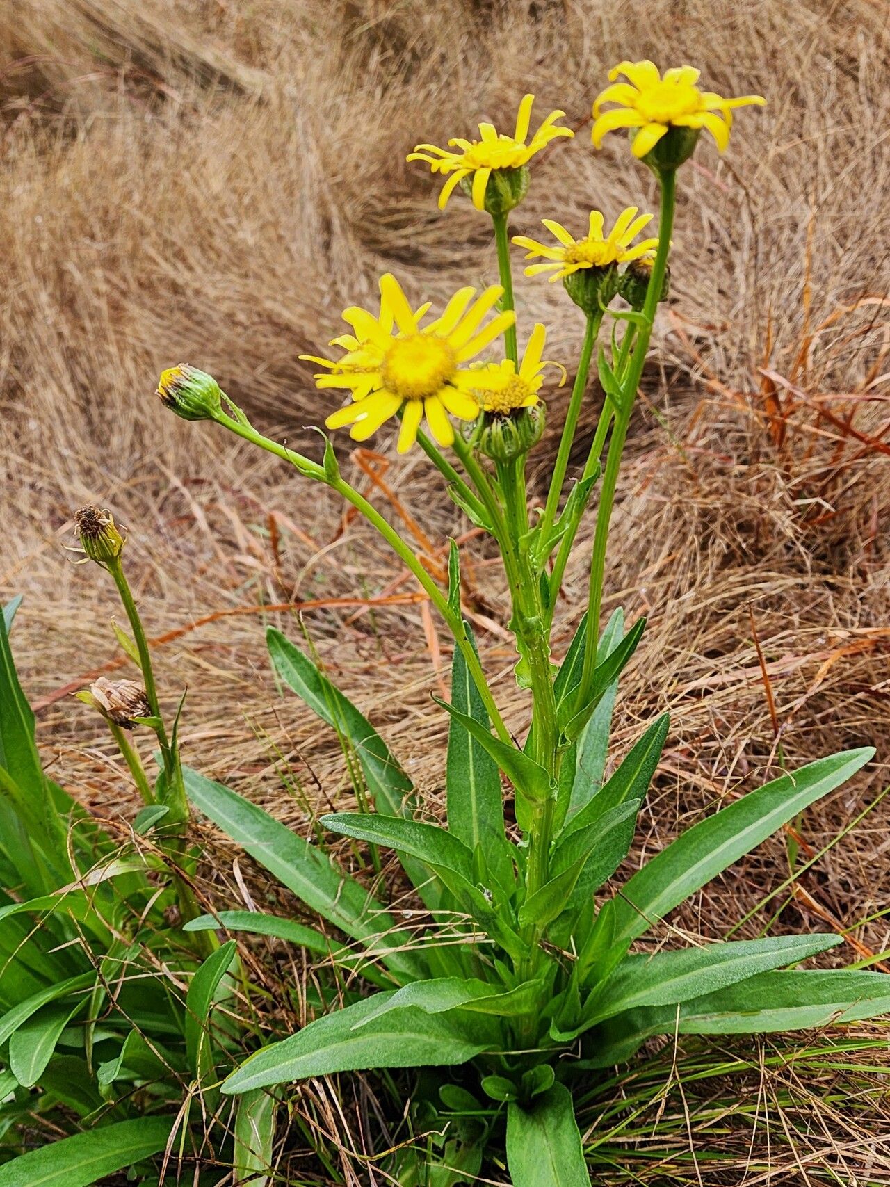 Senecio caudatus habit