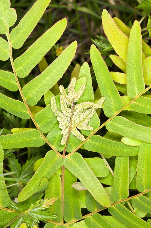Osmunda regalis flower