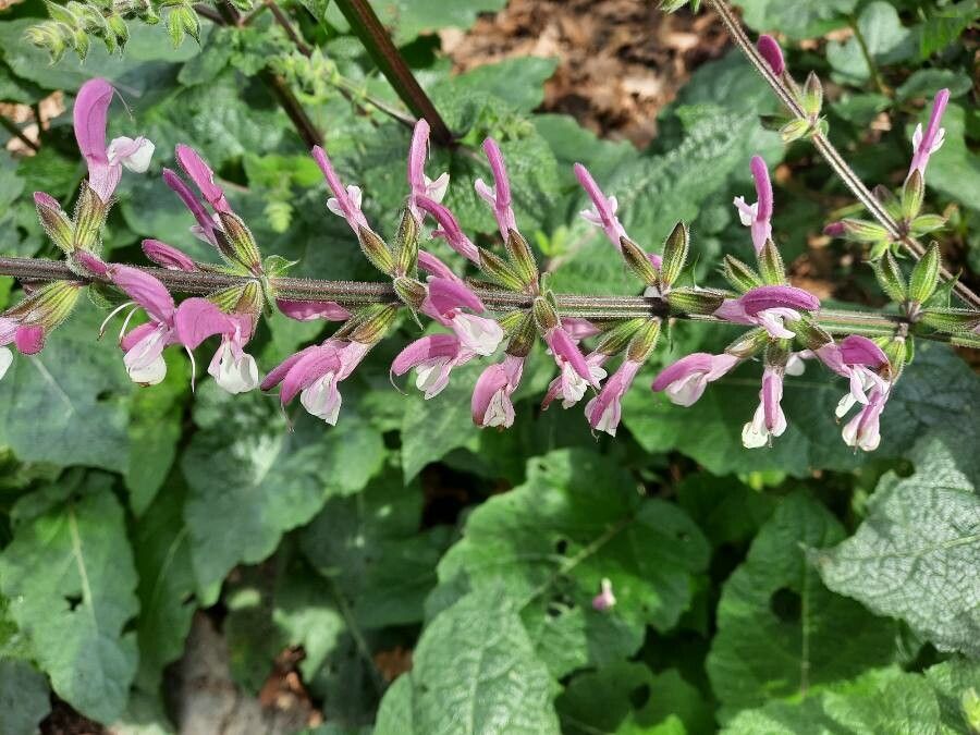 Salvia hierosolymitana flower