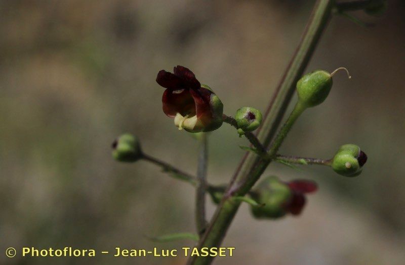 Scrophularia tanacetifolia flower