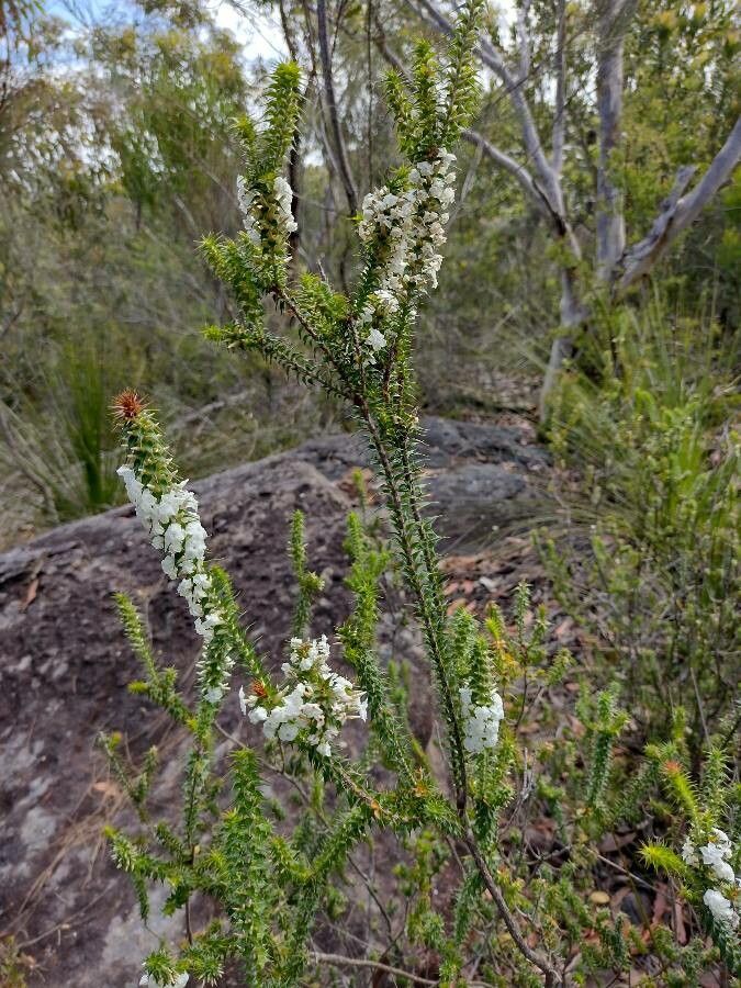 Woollsia pungens habit