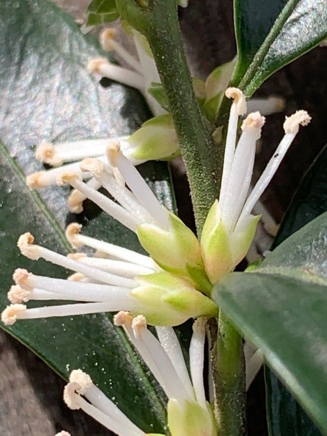 Pachysandra axillaris flower