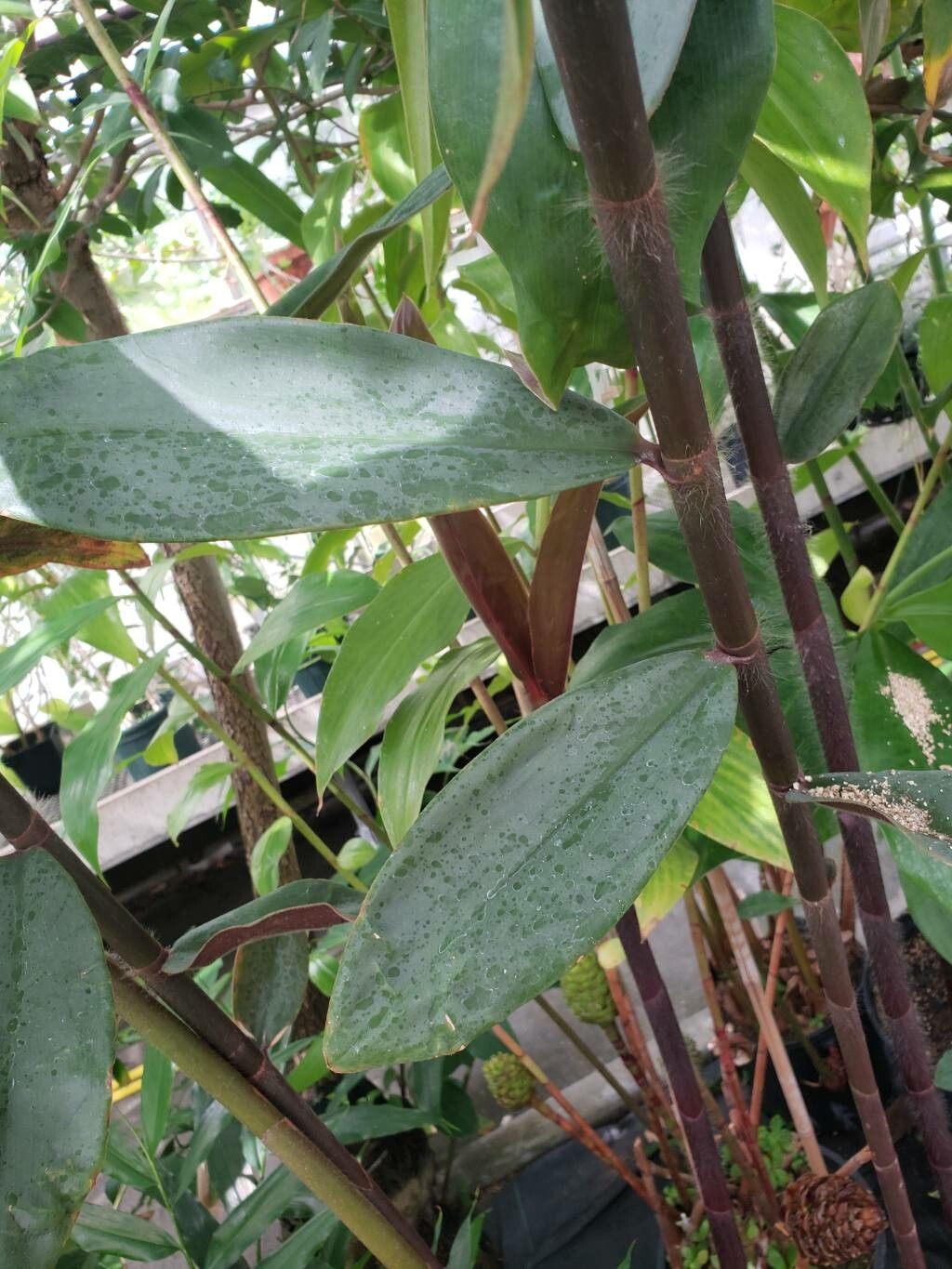 Costus asplundii — search result for 'Costus'