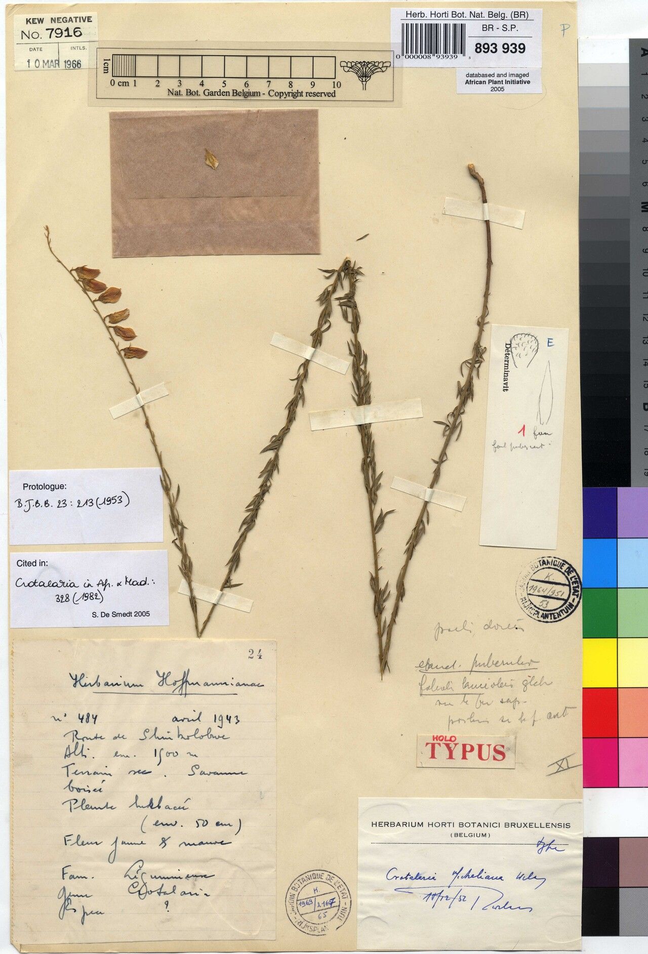 Crotalaria micheliana — houseplant care guide