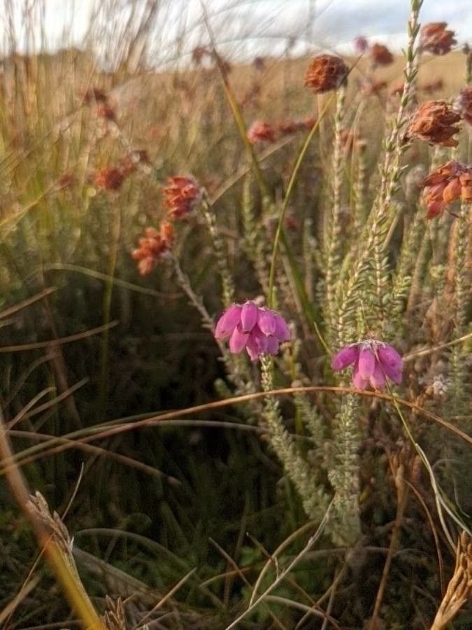 Erica tetralix flower