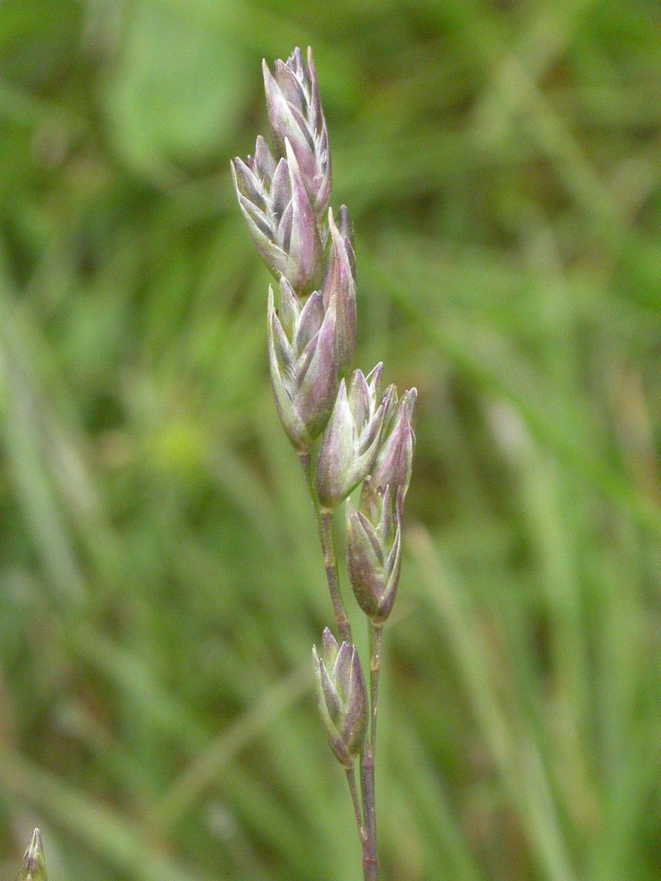 Danthonia decumbens flower