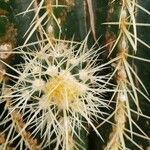 Echinocactus grusonii