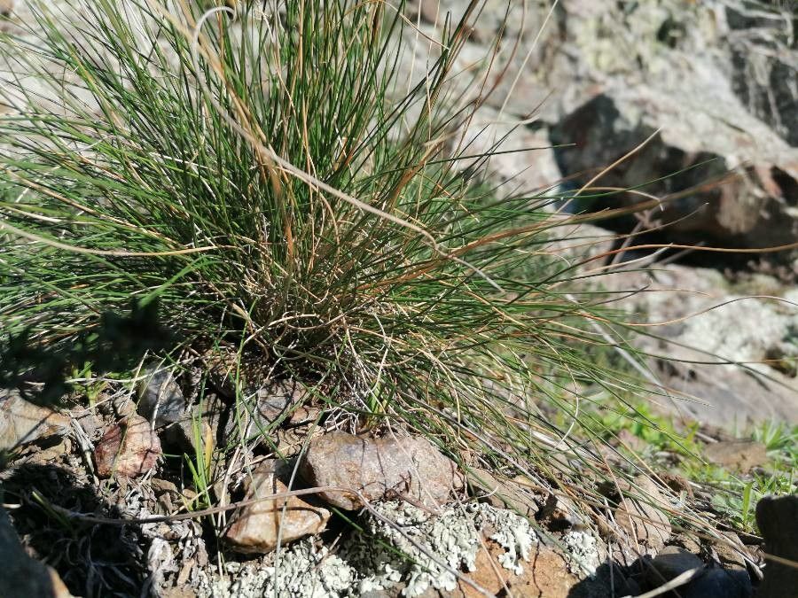 Festuca filiformis — search result for 'Festuca'
