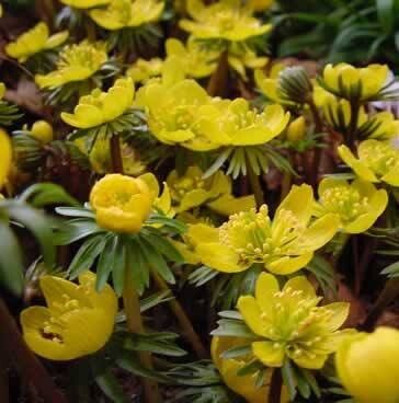 Eranthis cilicica