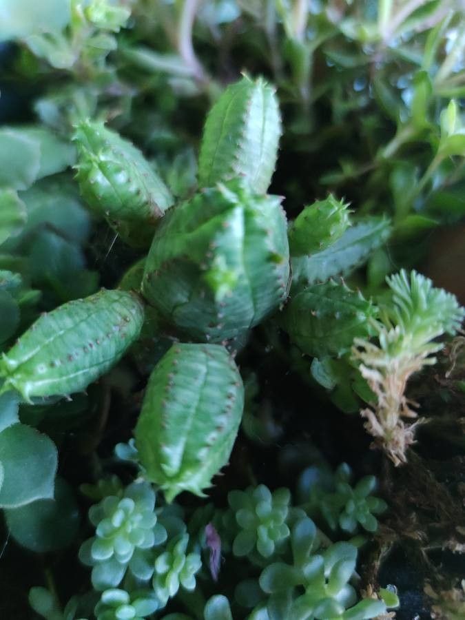 Euphorbia pseudoglobosa leaf