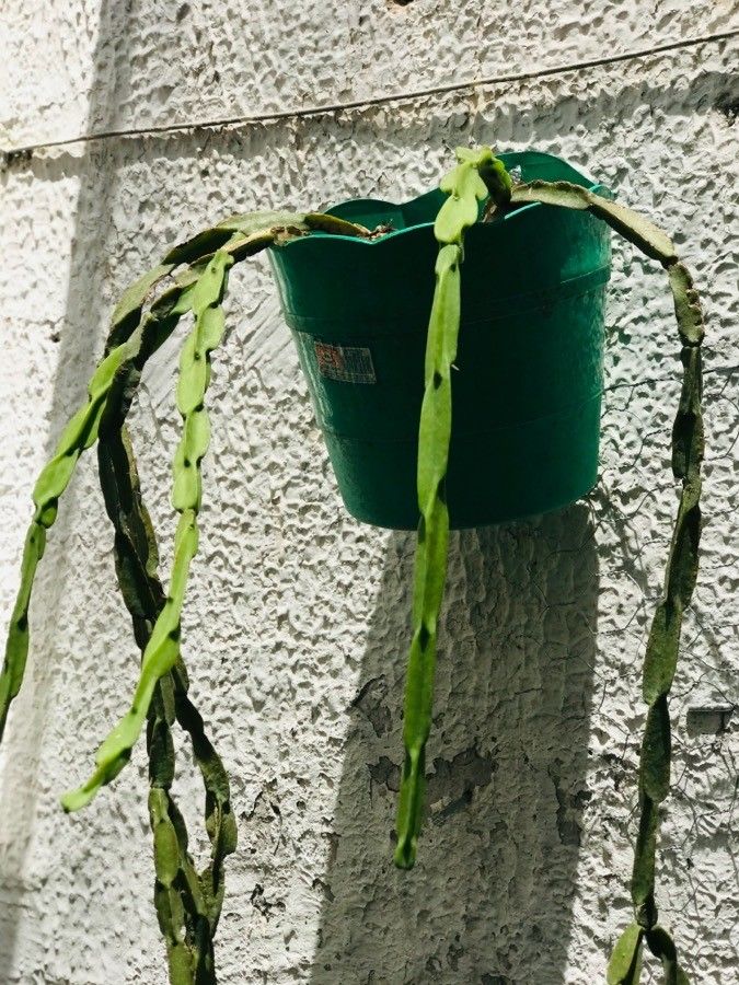 Rhipsalis paradoxa habit