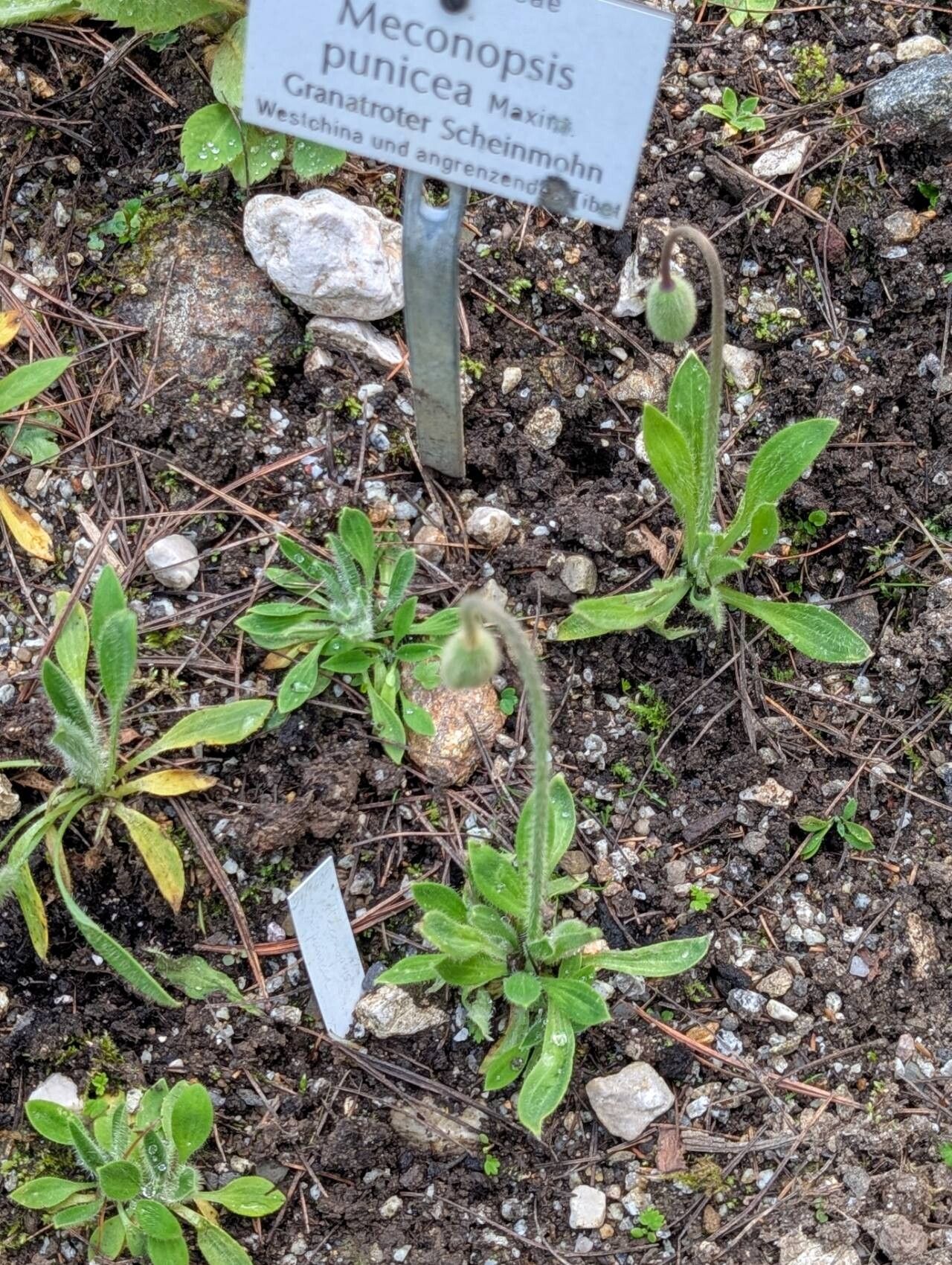 Meconopsis punicea habit