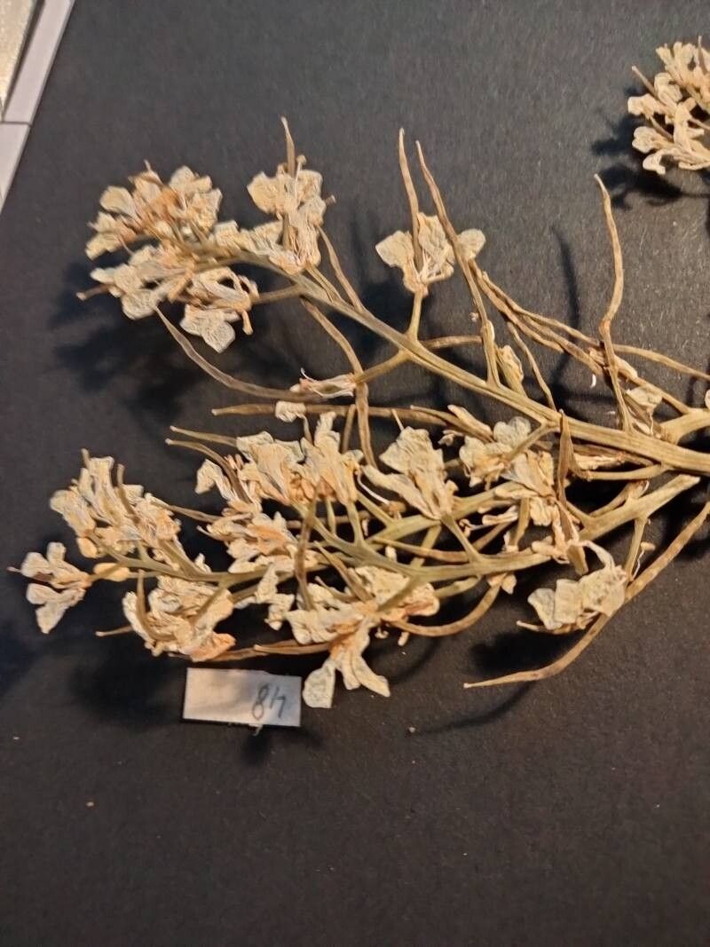 Barbarea plantaginea flower