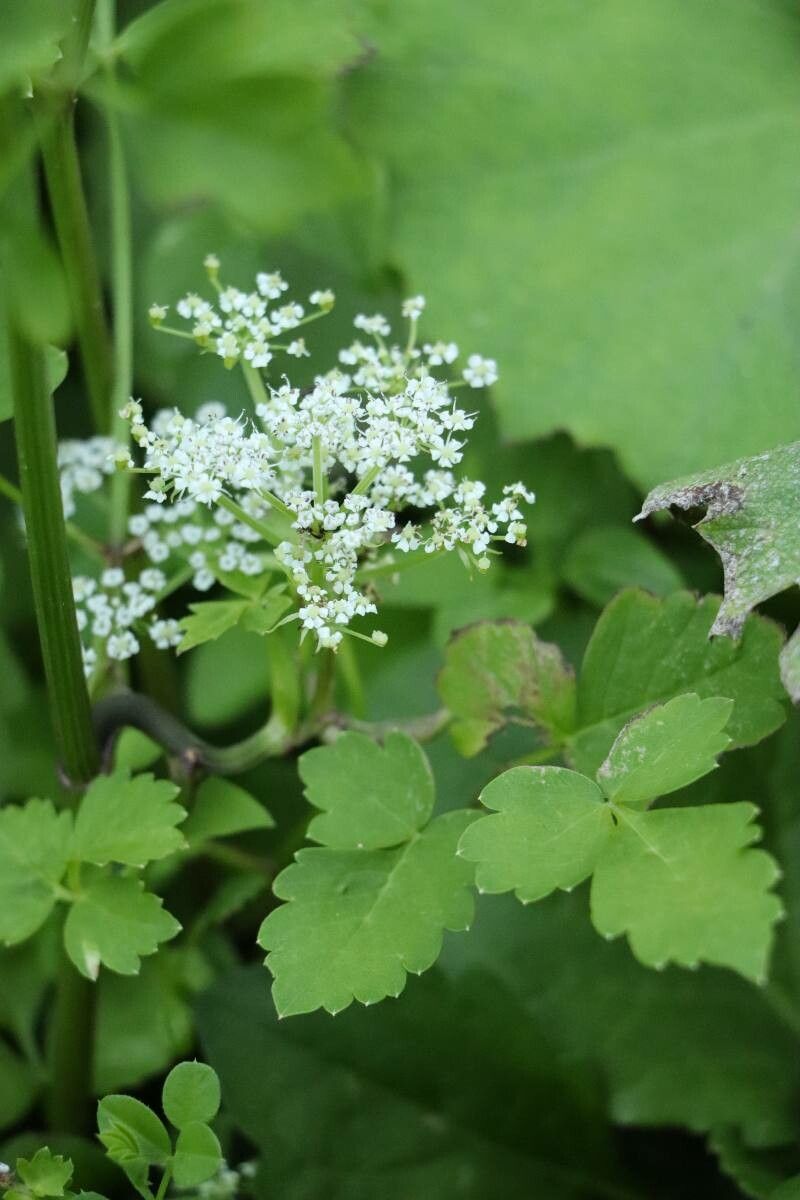 Ostericum sieboldii flower