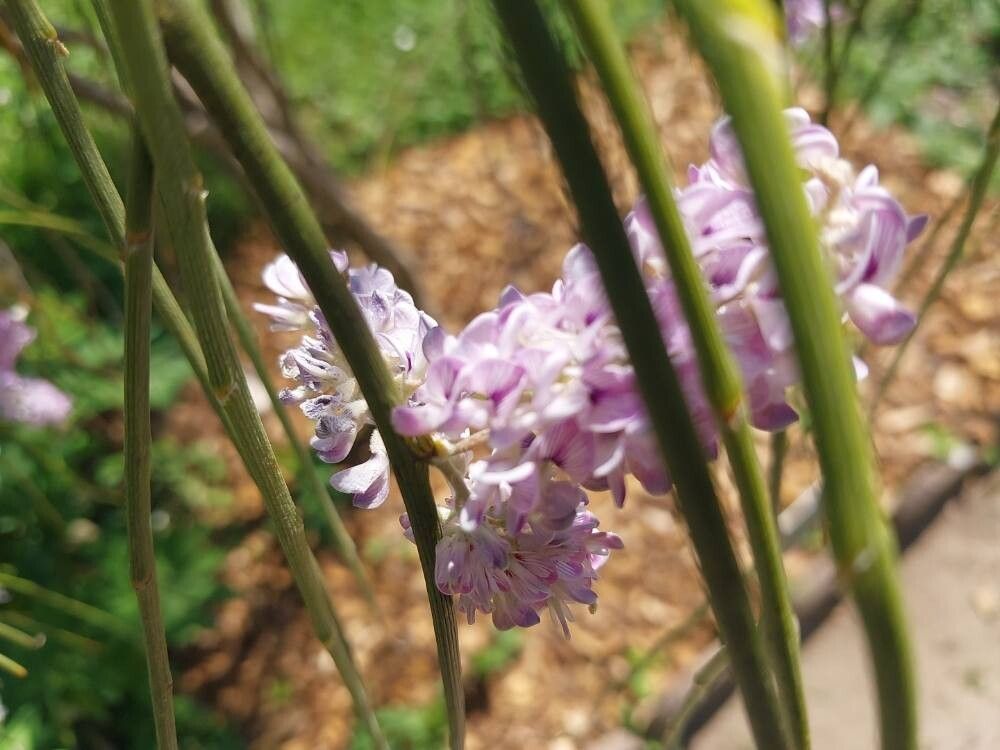 Carmichaelia stevensonii flower