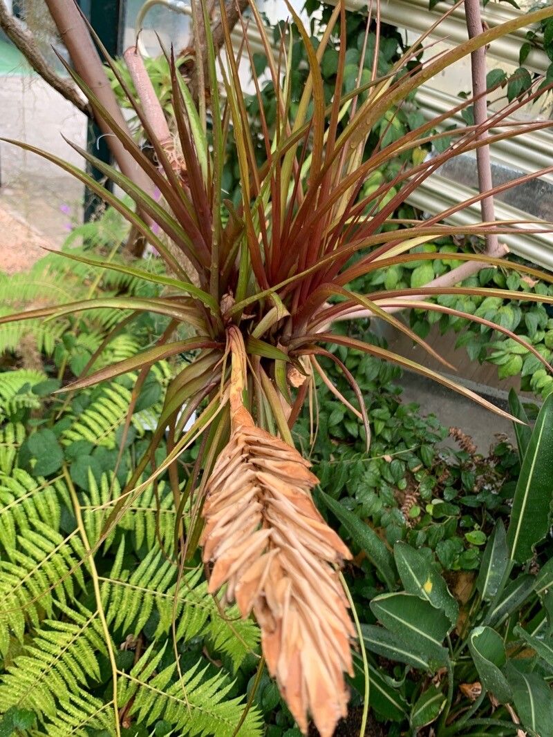 Tillandsia anceps flower