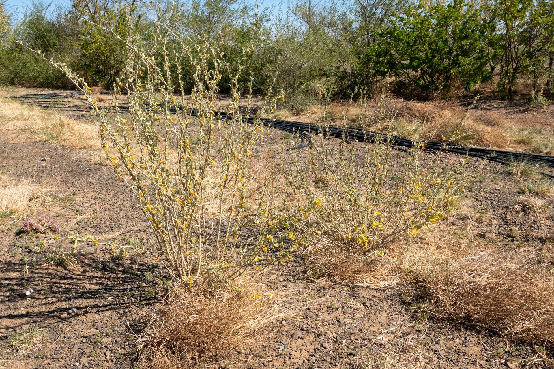 Caragana microphylla habit