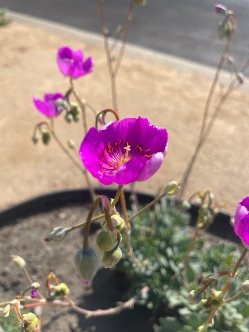 Calandrinia spectabilis flower