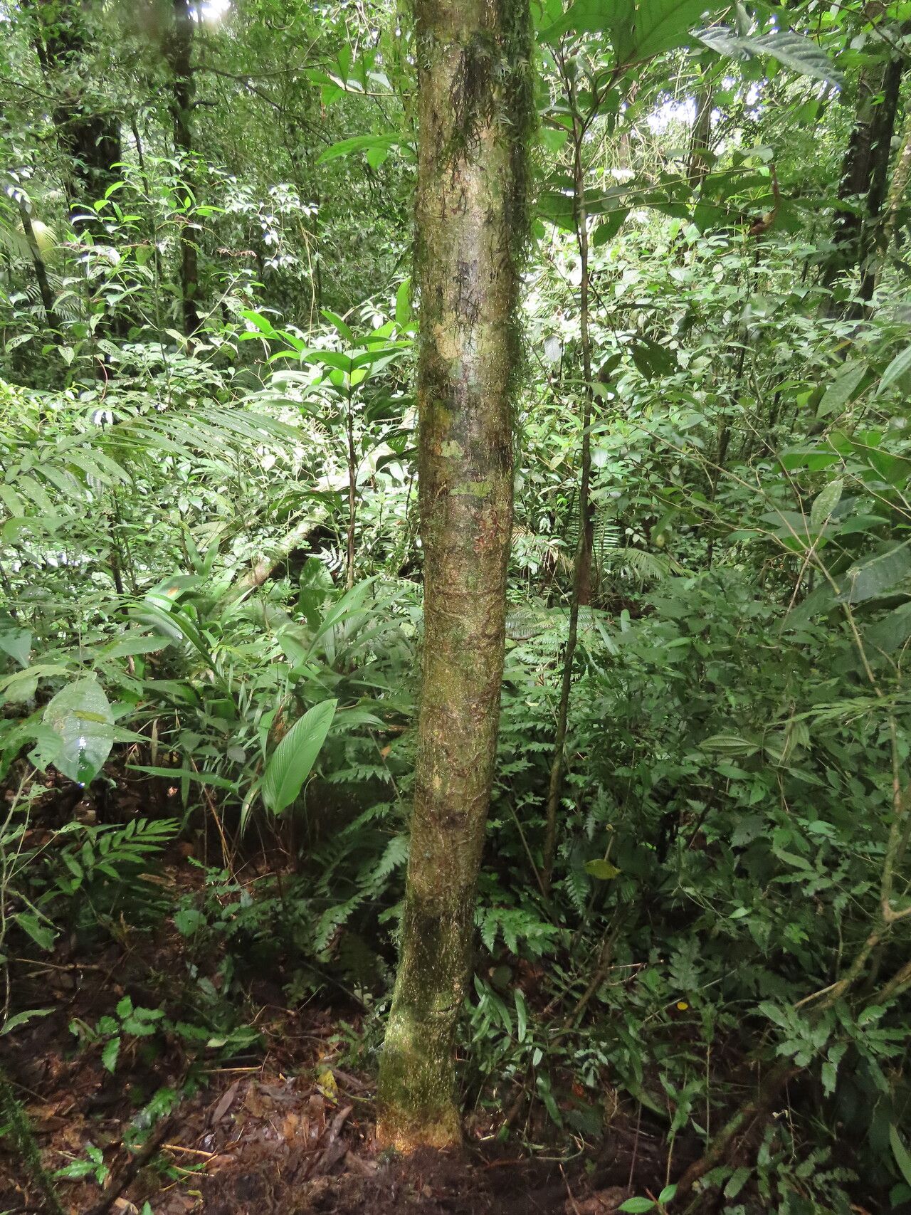 Lonchocarpus monteviridis habit