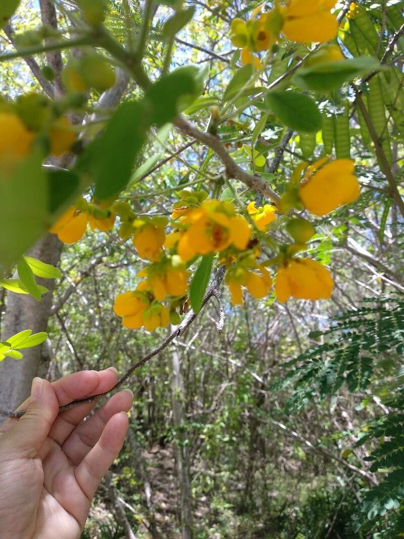 Senna atomaria flower