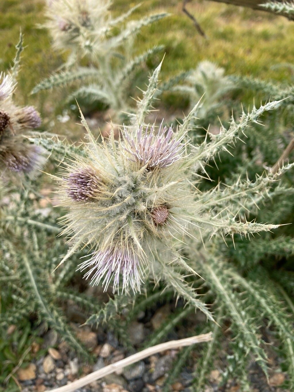 Cirsium scopulorum flower