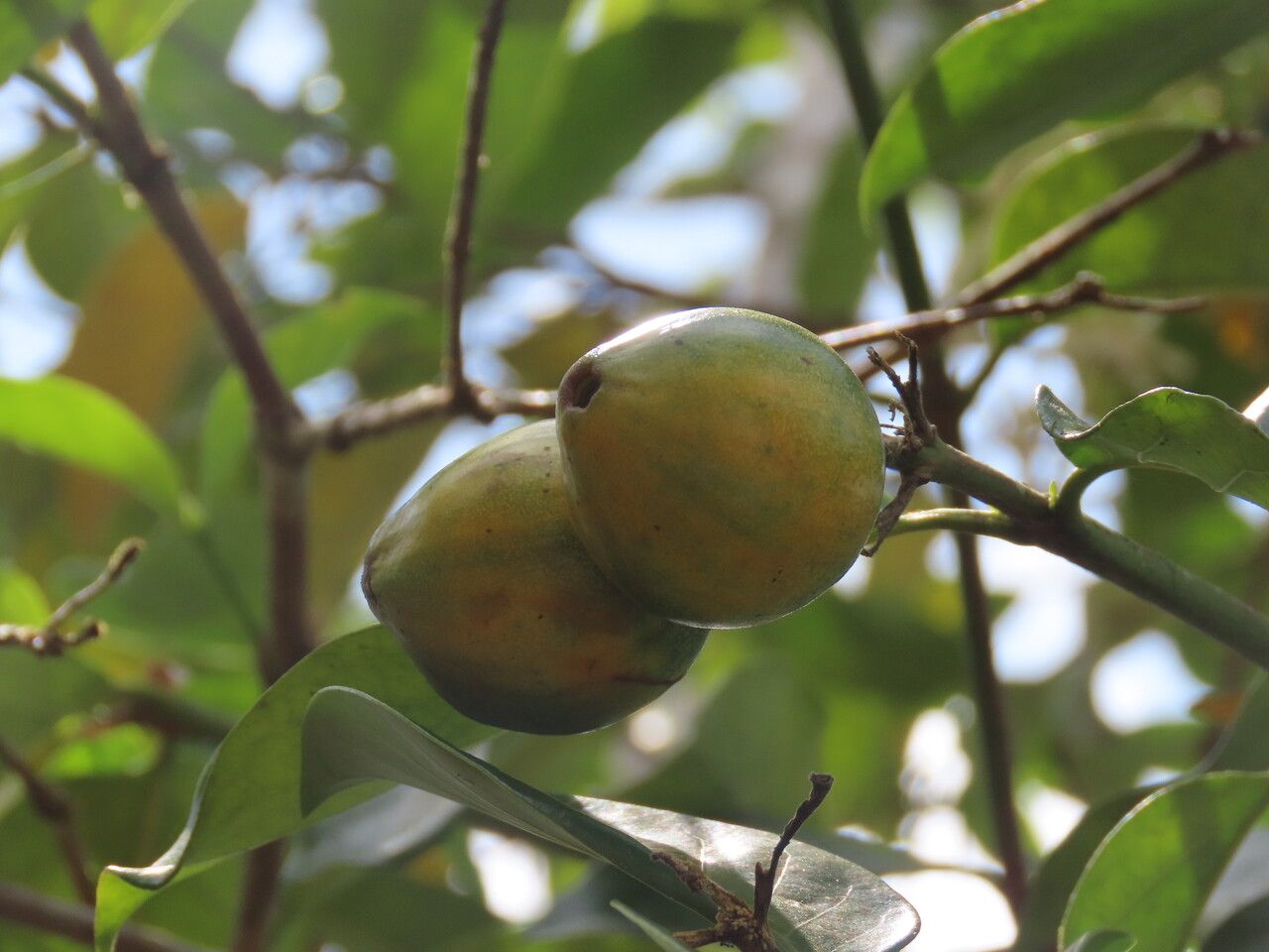 Posoqueria latifolia fruit