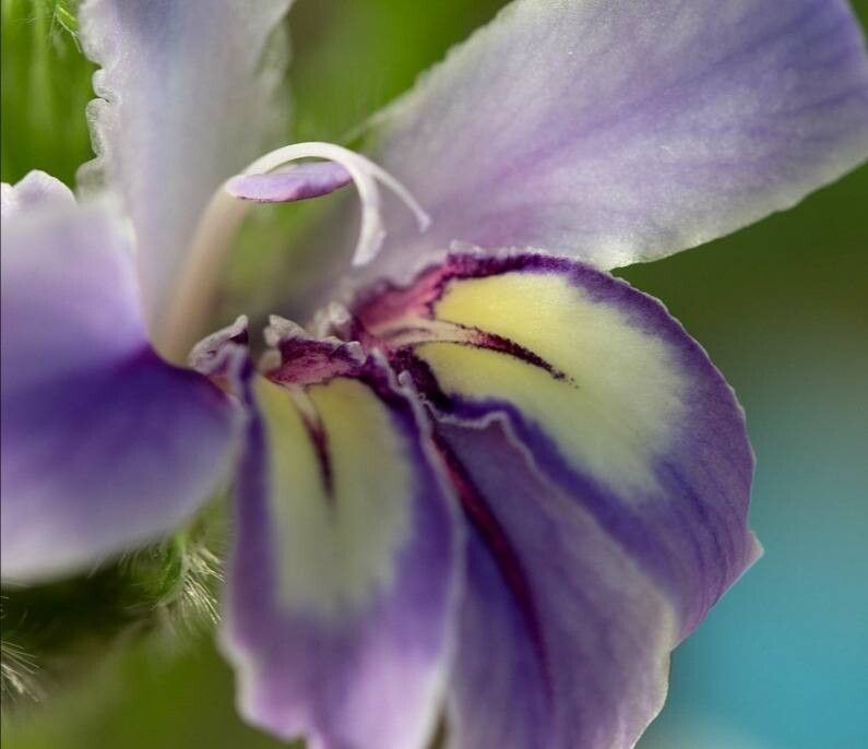 Babiana crispa — related species from the same genus