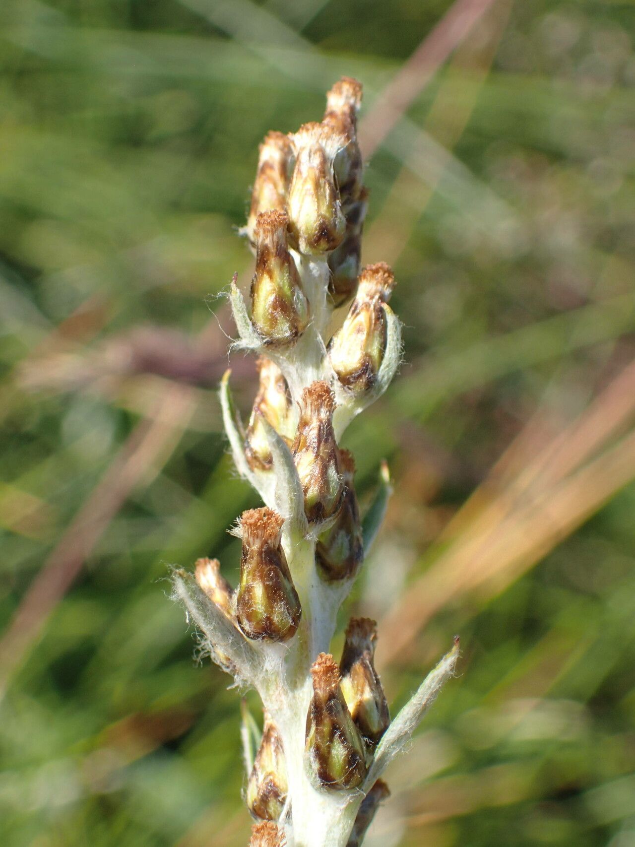 Gnaphalium sylvaticum fruit