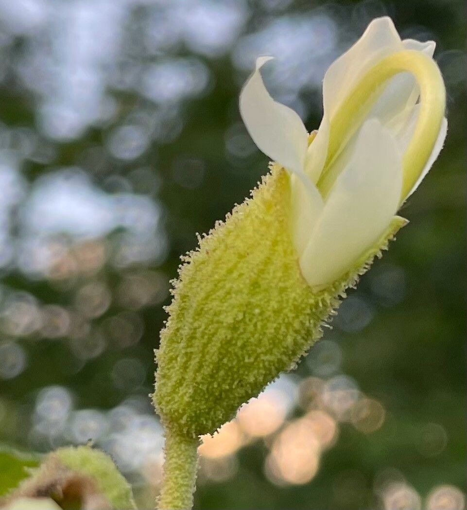 Helicteres jamaicensis flower
