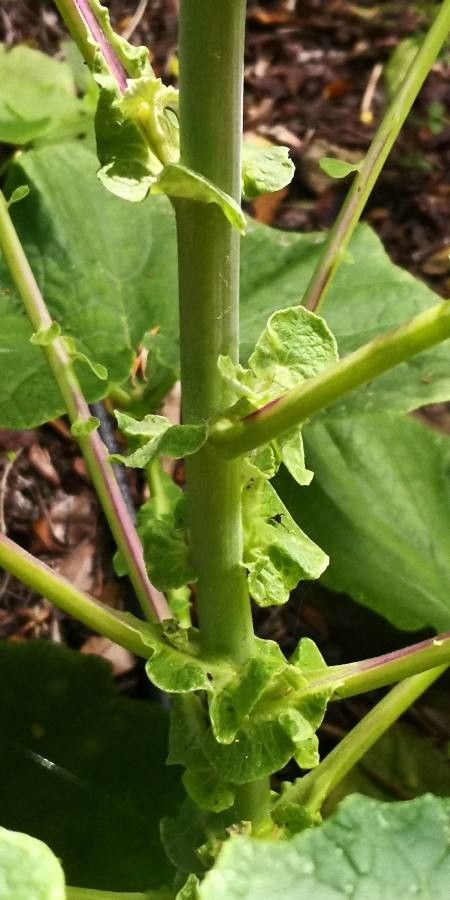 Pericallis murrayi bark