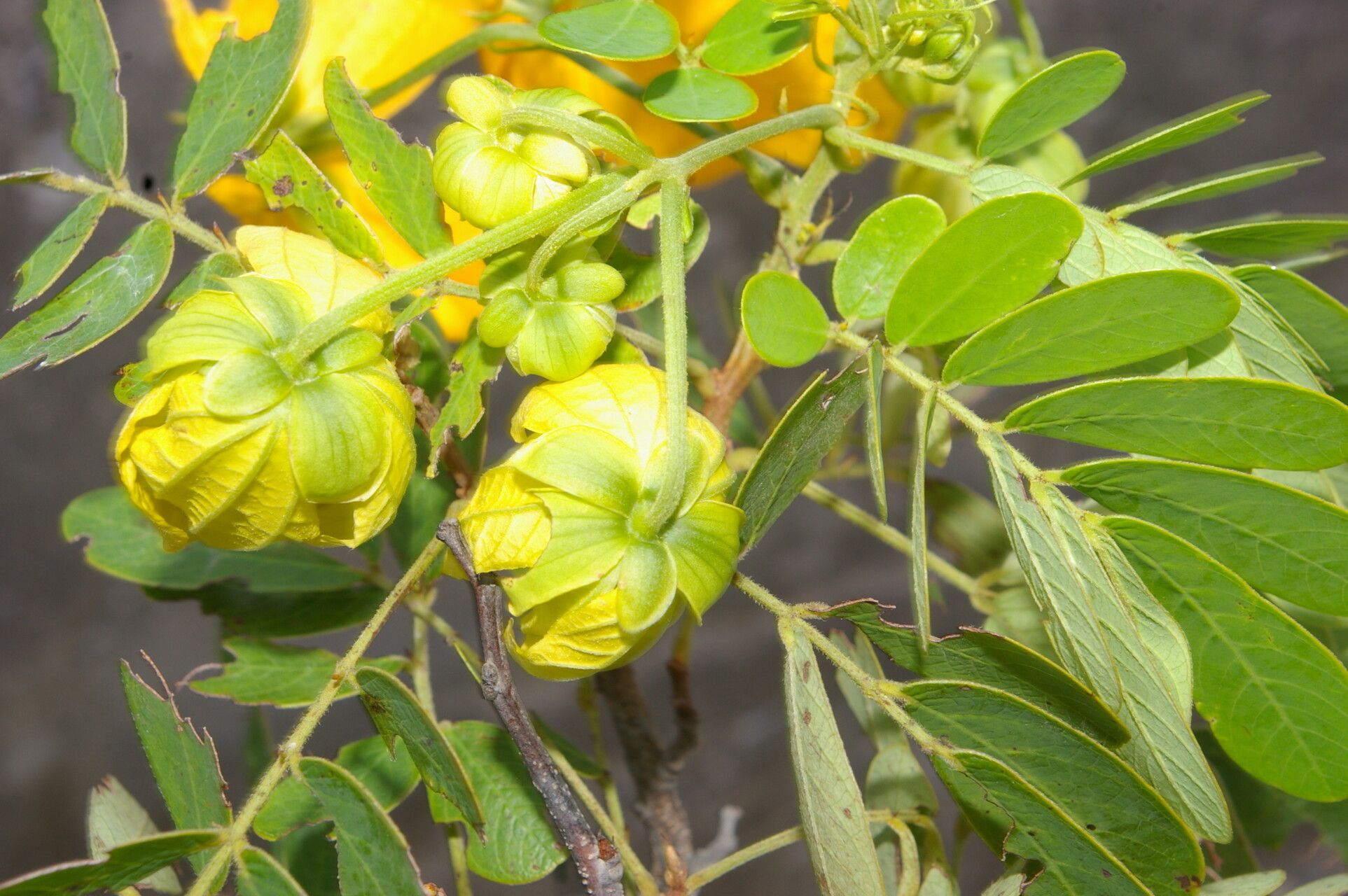 Senna skinneri flower